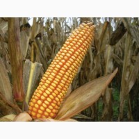 Кукуруза посевная канадский трансгенный гибрид кукурузы sedona bt 166 фао 180 семена