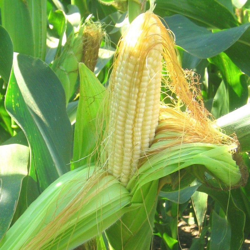Фото 5. Кукуруза посевная канадский трансгенный гибрид кукурузы sedona bt 166 фао 180 семена