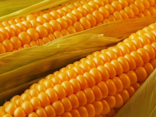 Фото 7. Кукуруза посевная канадский трансгенный гибрид кукурузы sedona bt 166 фао 180 семена