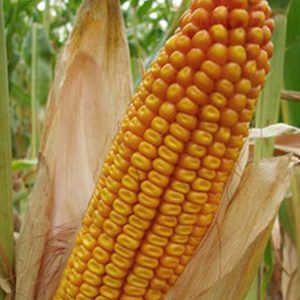 Фото 8. Кукуруза посевная канадский трансгенный гибрид кукурузы sedona bt 166 фао 180 семена