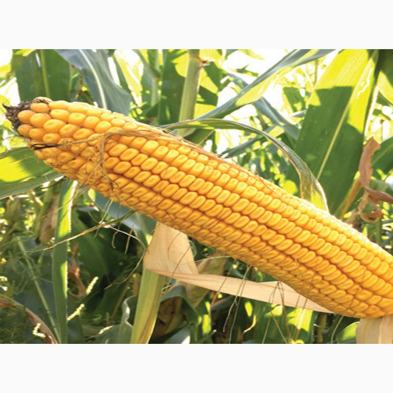 Фото 9. Кукуруза посевная канадский трансгенный гибрид кукурузы sedona bt 166 фао 180 семена