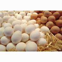 Куриное яйцо С2 оптом от производителя