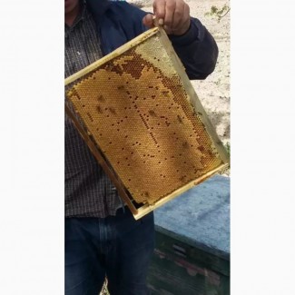 Пчелопакеты Карпатка 2019