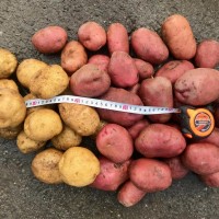 Продам крупный картофель
