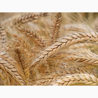Семена озимых пшеницы и ячменя