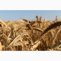 Семена озимых пшеницы и ячменя