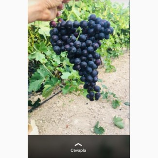 Продаем оптом виноград victoria, red glob и другие сорта