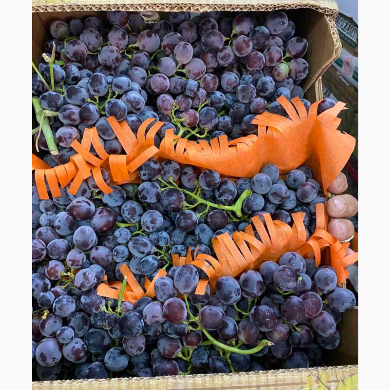 Фото 2. Продаем оптом виноград victoria, red glob и другие сорта