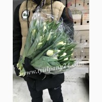 Тюльпаны оптом Иркутск (45-70см) и мимоза к 8 марта 2022г