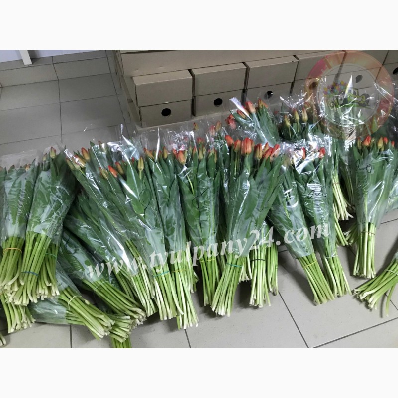 Фото 10. Тюльпаны оптом Улан-Удэ (45-70см) и мимоза к 8 марта 2022г