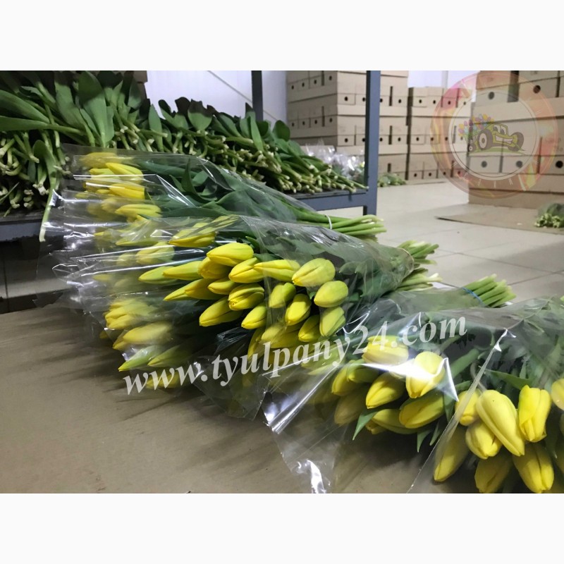 Фото 11. Тюльпаны оптом Улан-Удэ (45-70см) и мимоза к 8 марта 2022г