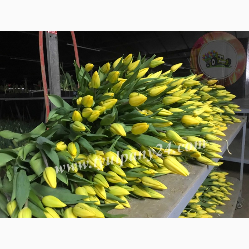 Фото 13. Тюльпаны оптом Улан-Удэ (45-70см) и мимоза к 8 марта 2022г