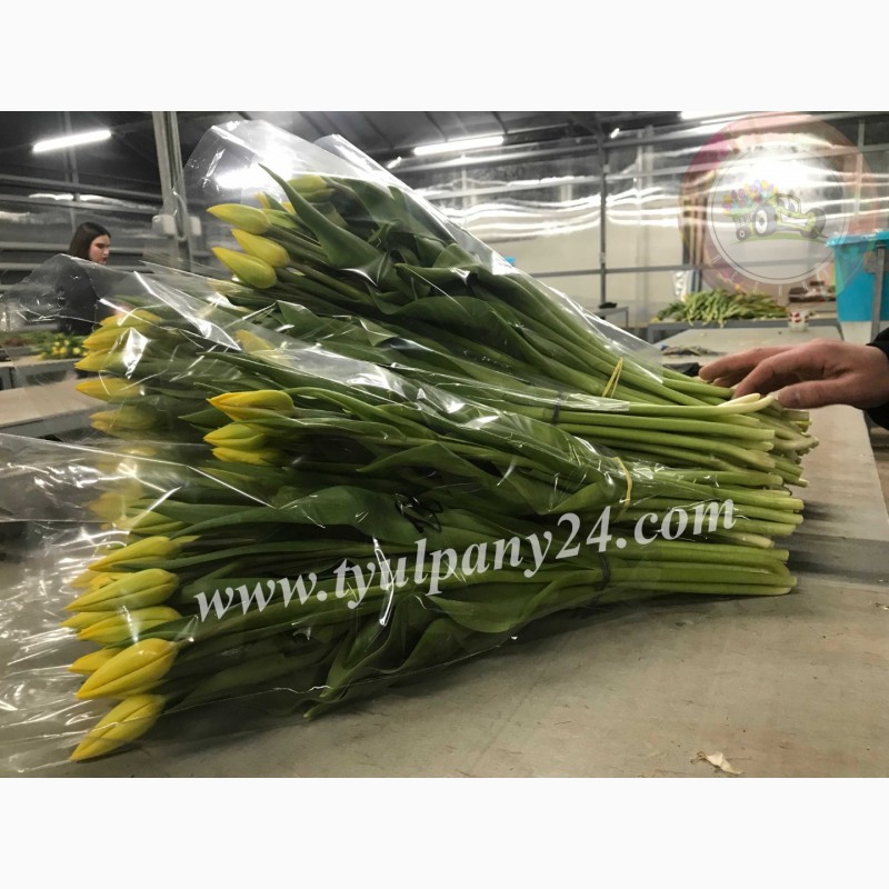 Фото 14. Тюльпаны оптом Улан-Удэ (45-70см) и мимоза к 8 марта 2022г