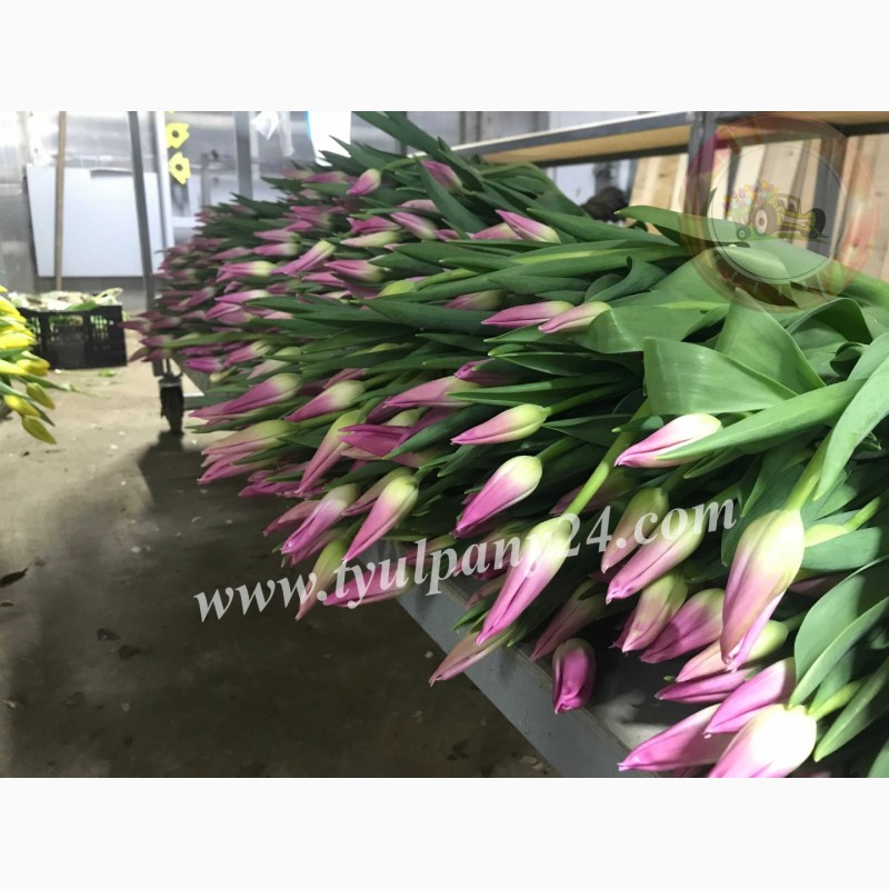 Фото 15. Тюльпаны оптом Улан-Удэ (45-70см) и мимоза к 8 марта 2022г