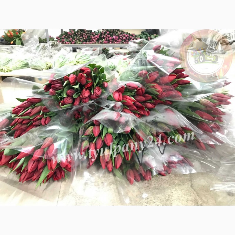 Фото 16. Тюльпаны оптом Улан-Удэ (45-70см) и мимоза к 8 марта 2022г