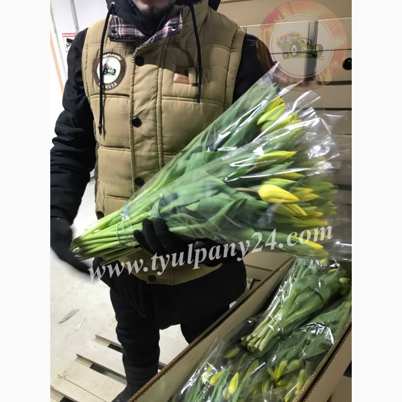 Фото 6. Тюльпаны оптом Улан-Удэ (45-70см) и мимоза к 8 марта 2022г