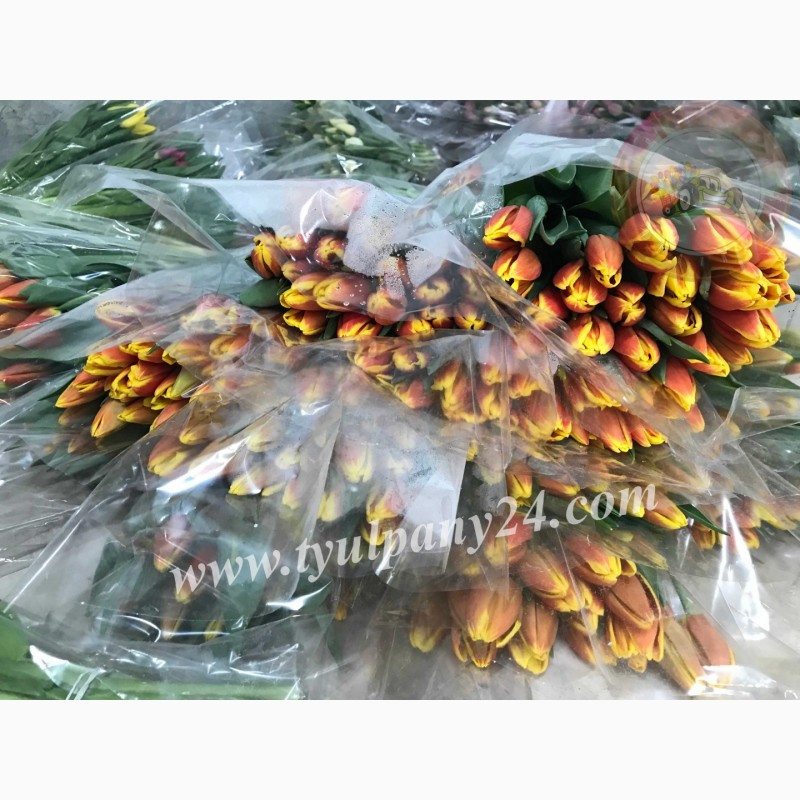 Фото 7. Тюльпаны оптом Улан-Удэ (45-70см) и мимоза к 8 марта 2022г