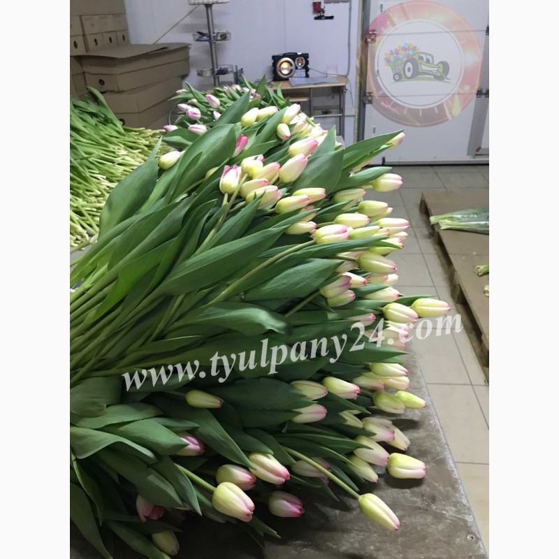 Фото 8. Тюльпаны оптом Улан-Удэ (45-70см) и мимоза к 8 марта 2022г