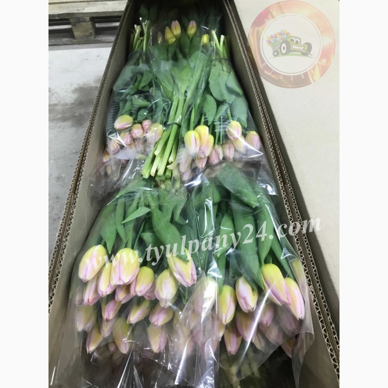 Фото 9. Тюльпаны оптом Улан-Удэ (45-70см) и мимоза к 8 марта 2022г