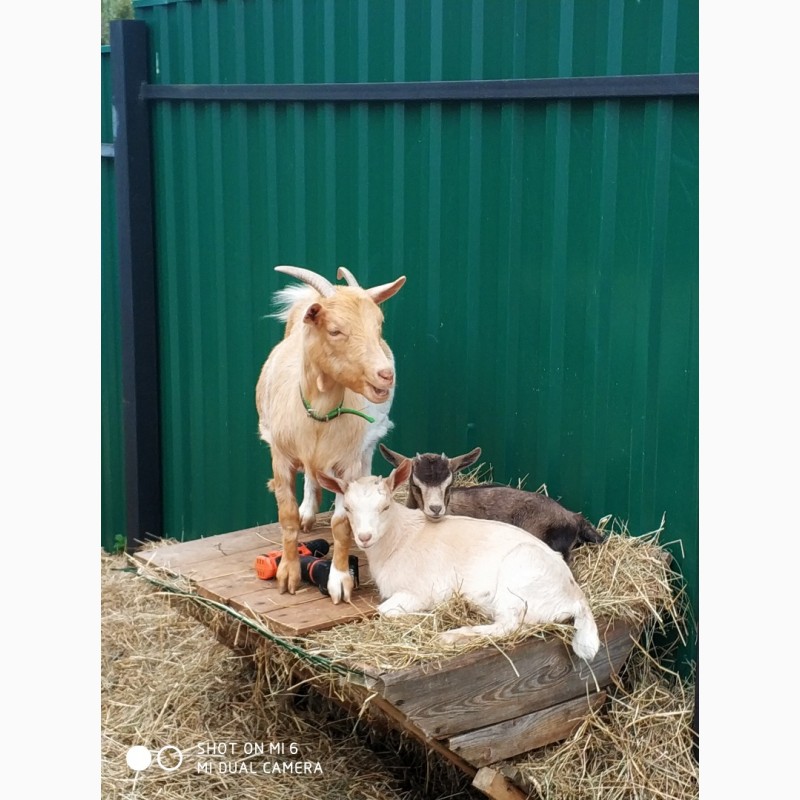 Фото 2. Камерунская коза с козлегком