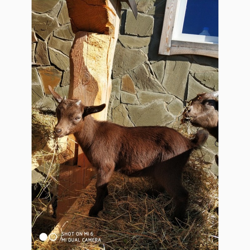 Фото 3. Камерунская коза с козлегком