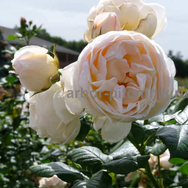 Фото 2. Саженцы роз напрямую из питомника