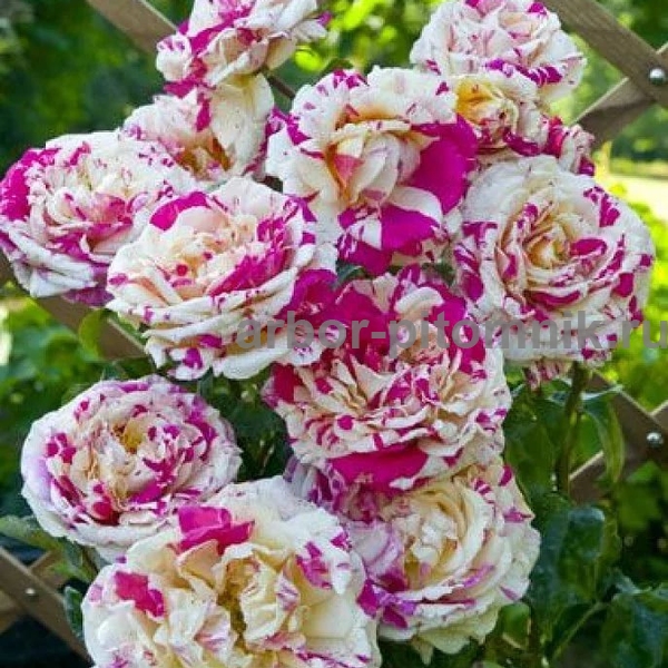 Фото 7. Саженцы роз напрямую из питомника