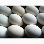 Гусиное яйцо инкубационное Линдовской породы от Премрепродуктора!