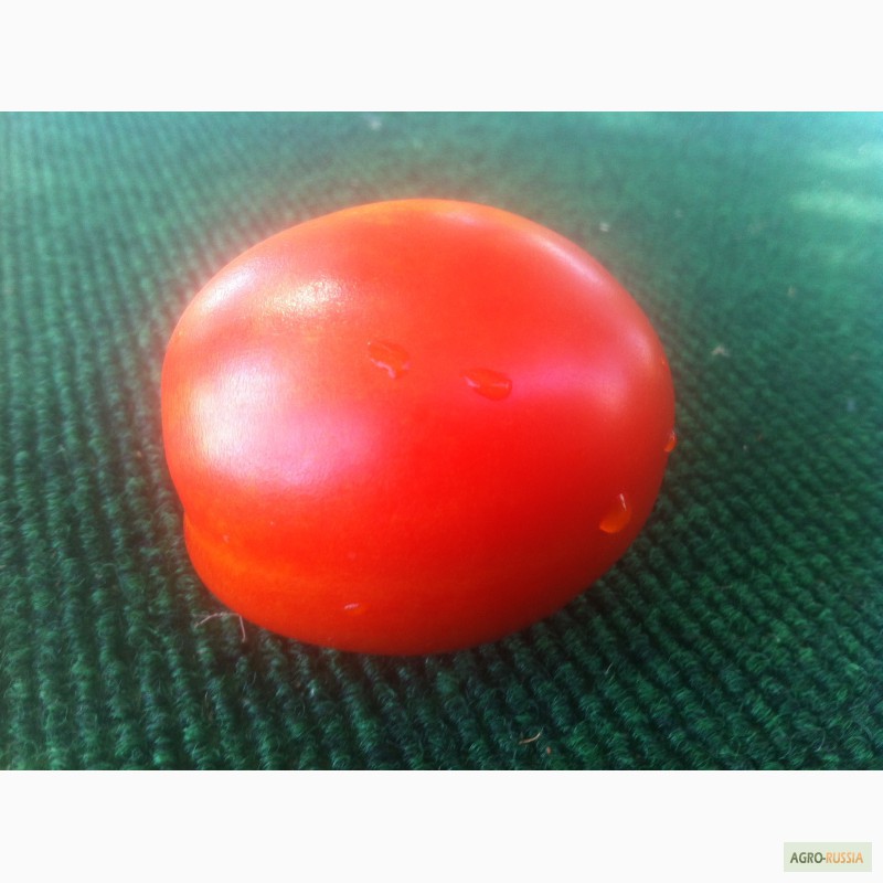 Фото 7. Продаем помидоры красные сорт Хайнц дешево из р. Дагестан