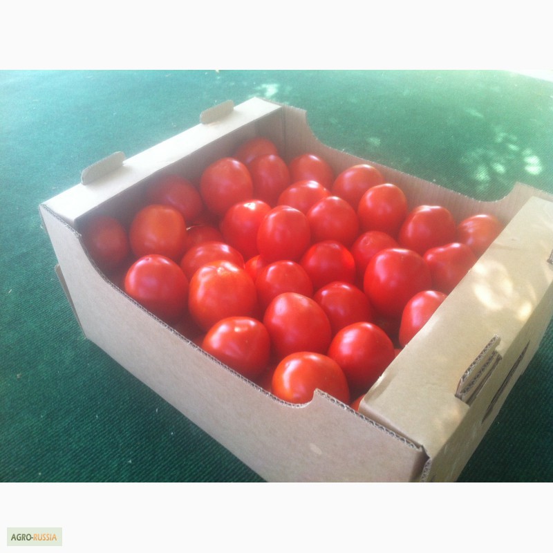 Фото 8. Продаем помидоры красные сорт Хайнц дешево из р. Дагестан