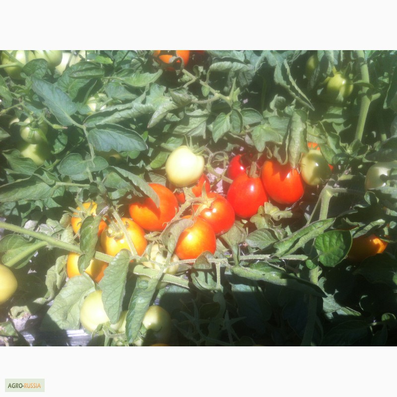 Фото 9. Продаем помидоры красные сорт Хайнц дешево из р. Дагестан