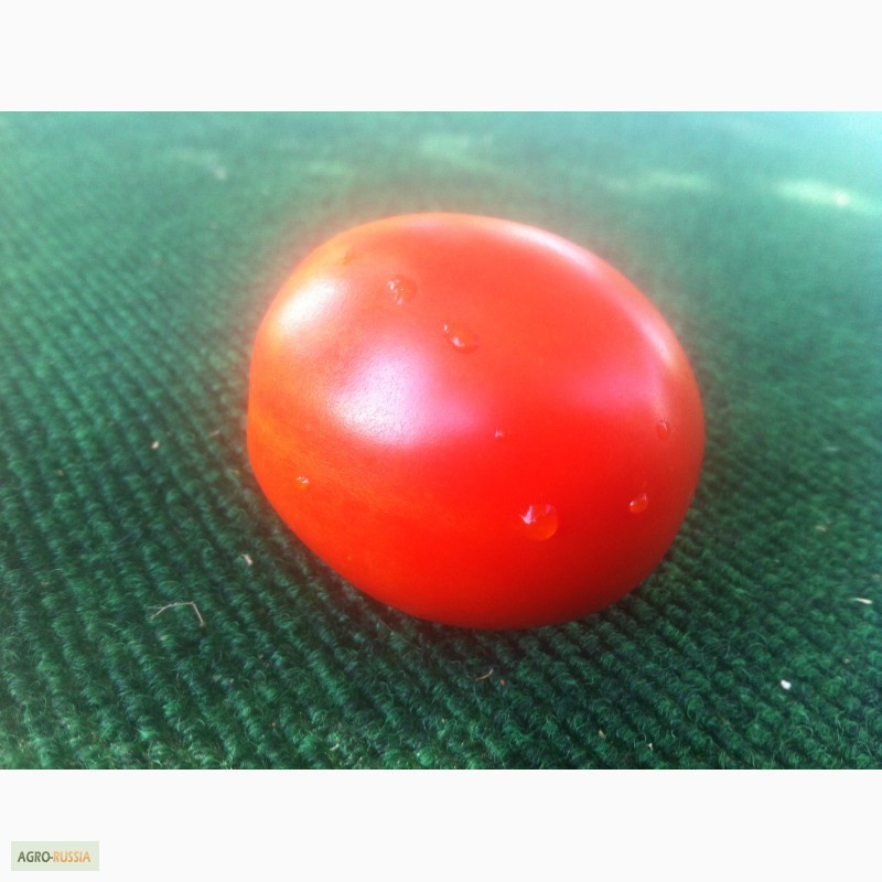 Фото 10. Продаем помидоры красные сорт Хайнц дешево из р. Дагестан