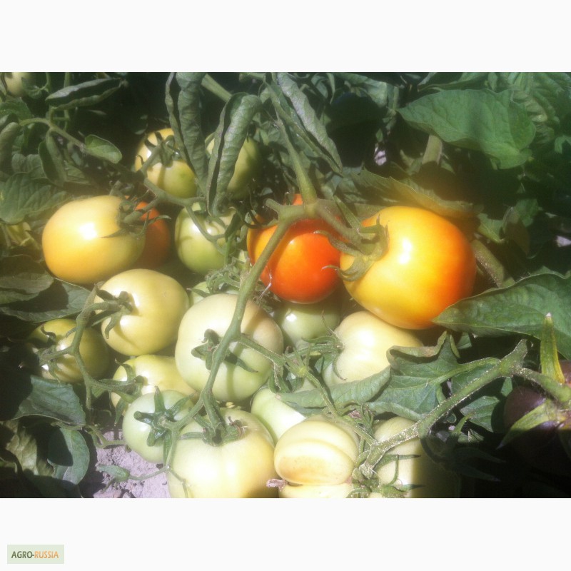 Фото 2. Продаем помидоры красные сорт Хайнц дешево из р. Дагестан