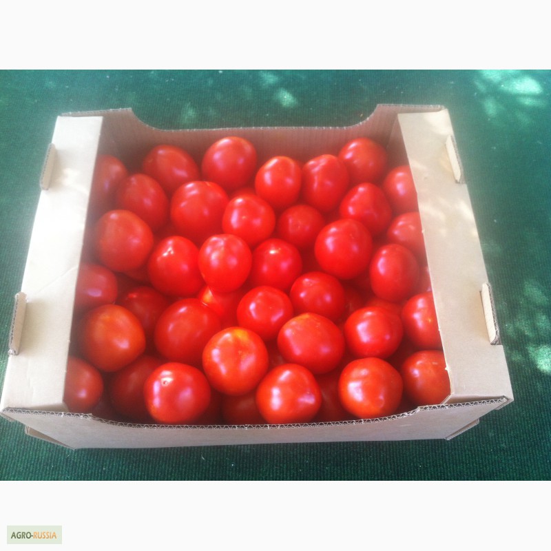 Фото 3. Продаем помидоры красные сорт Хайнц дешево из р. Дагестан