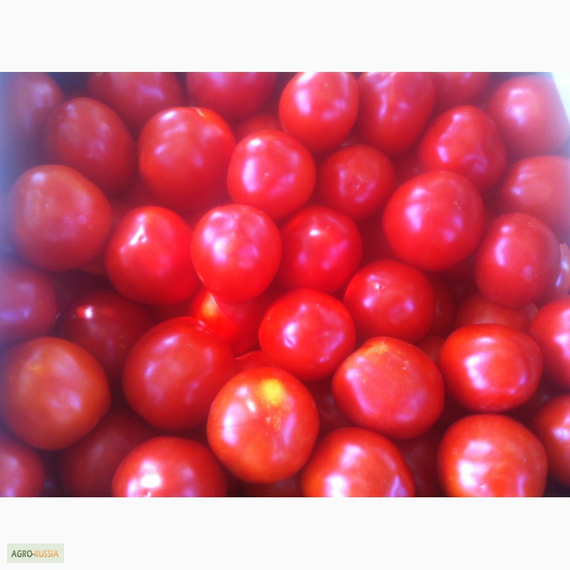 Фото 4. Продаем помидоры красные сорт Хайнц дешево из р. Дагестан