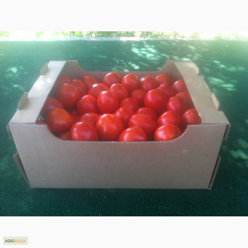 Фото 5. Продаем помидоры красные сорт Хайнц дешево из р. Дагестан