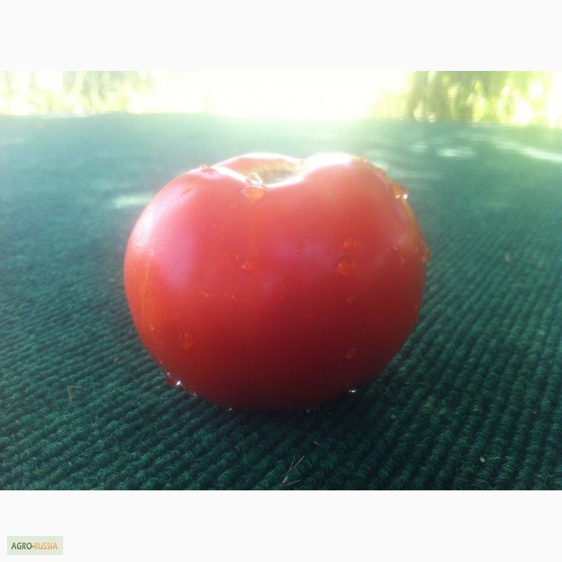 Фото 6. Продаем помидоры красные сорт Хайнц дешево из р. Дагестан