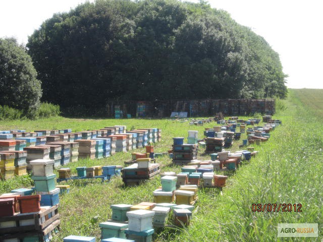 Фото 4. Продам мёд кориандр, горное разнотравье, гречиха