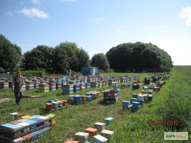 Фото 5. Продам мёд кориандр, горное разнотравье, гречиха