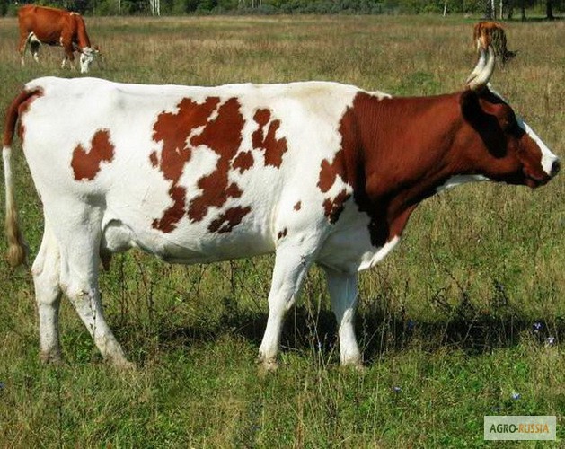 Фото 3. Домашнее молоко высокого качества и жирности коровье и козье