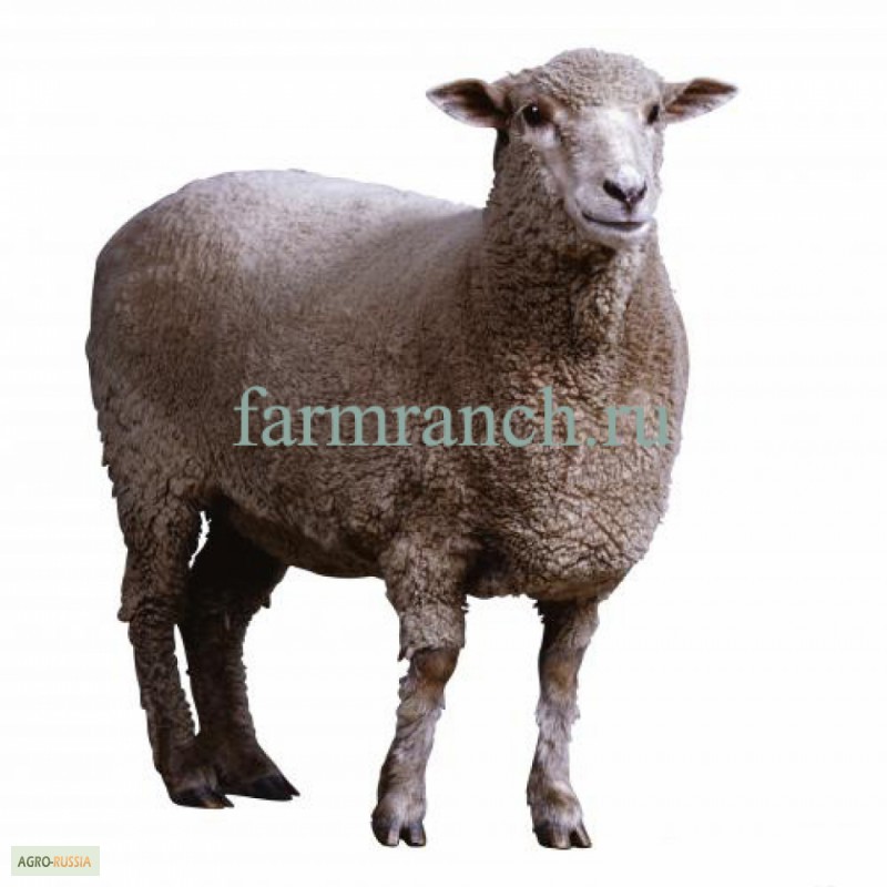 Фото 2. Электропастух для овец