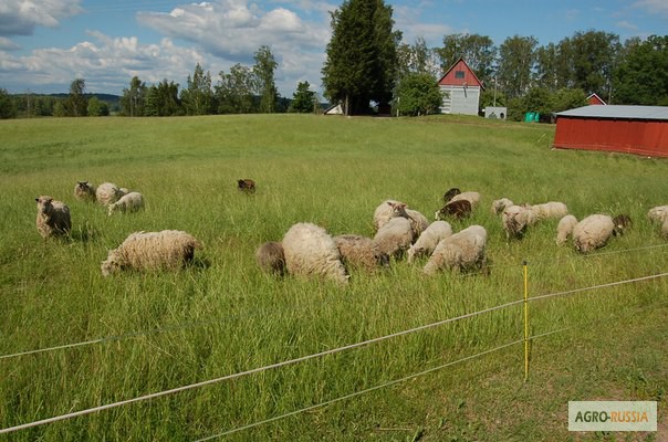 Фото 3. Электропастух для овец