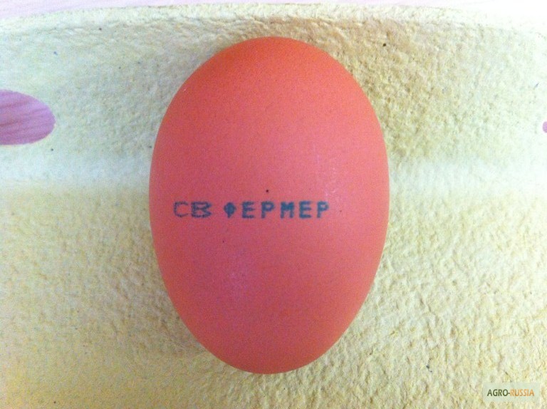 Фото 4. Продам яйцо
