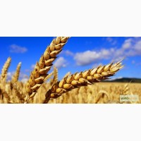 Продам пшеницу 3-й класс (2016)
