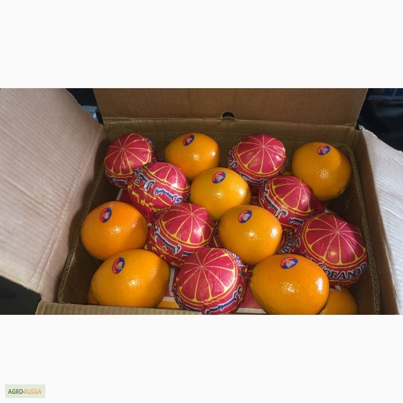 Фото 4. Апельсины от производителя