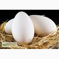 Яйцо гусиное инкубационное