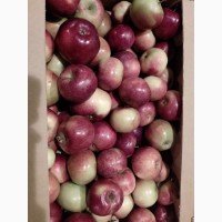 Яблоки 65+, 1 сорт, оптом из Белоруссии