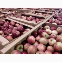 Яблоки 65+, 1 сорт, оптом из Белоруссии