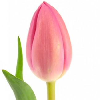 Голландские тюльпаны оптом из теплицы Трифлор