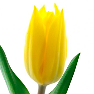 Фото 2. Голландские тюльпаны оптом из теплицы Трифлор